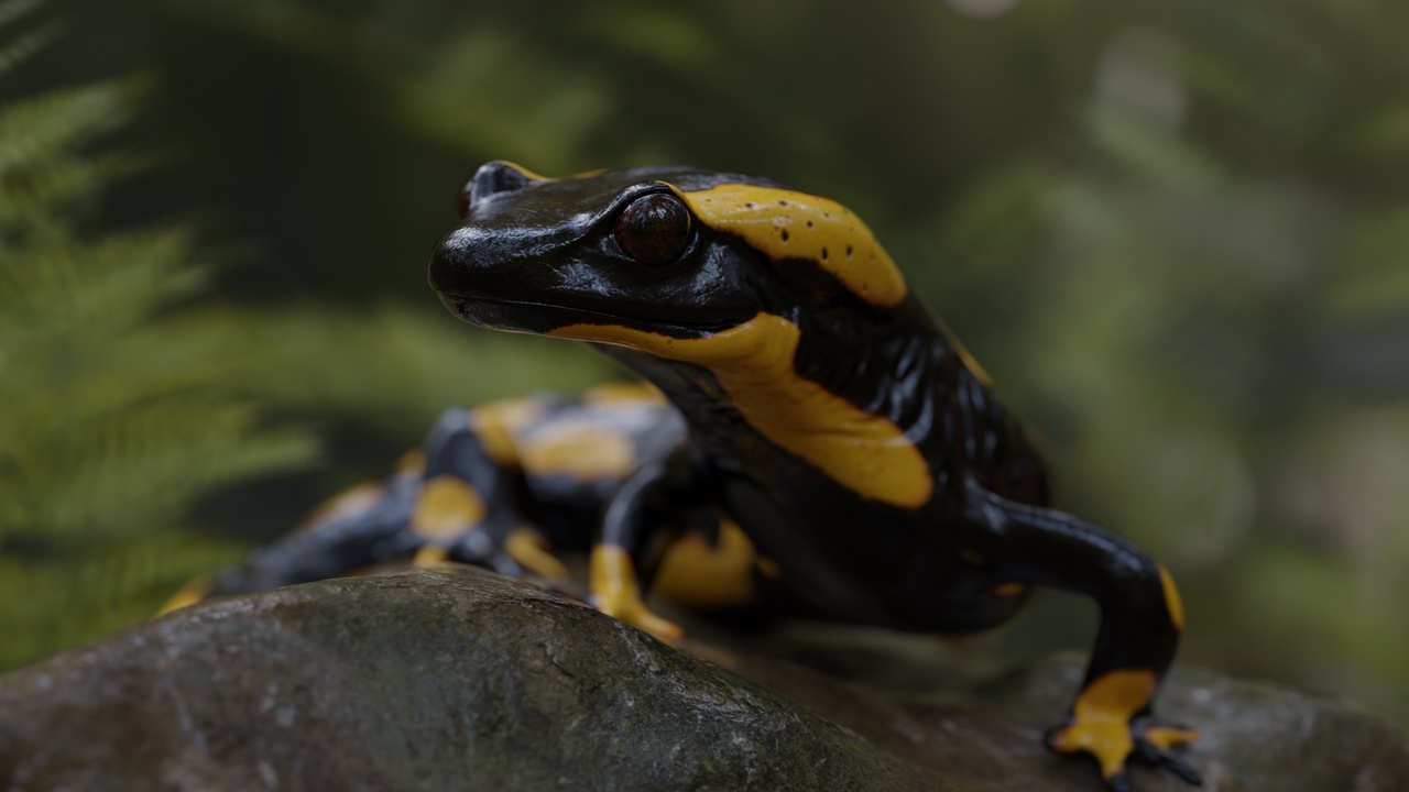 Media 1 for listing Animated fire salamander