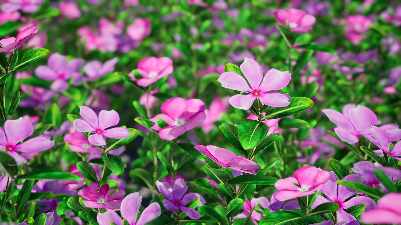 Media 1 for listing Street Garden in JAPAN - 4 Madagascar Periwinkle Flower Plant