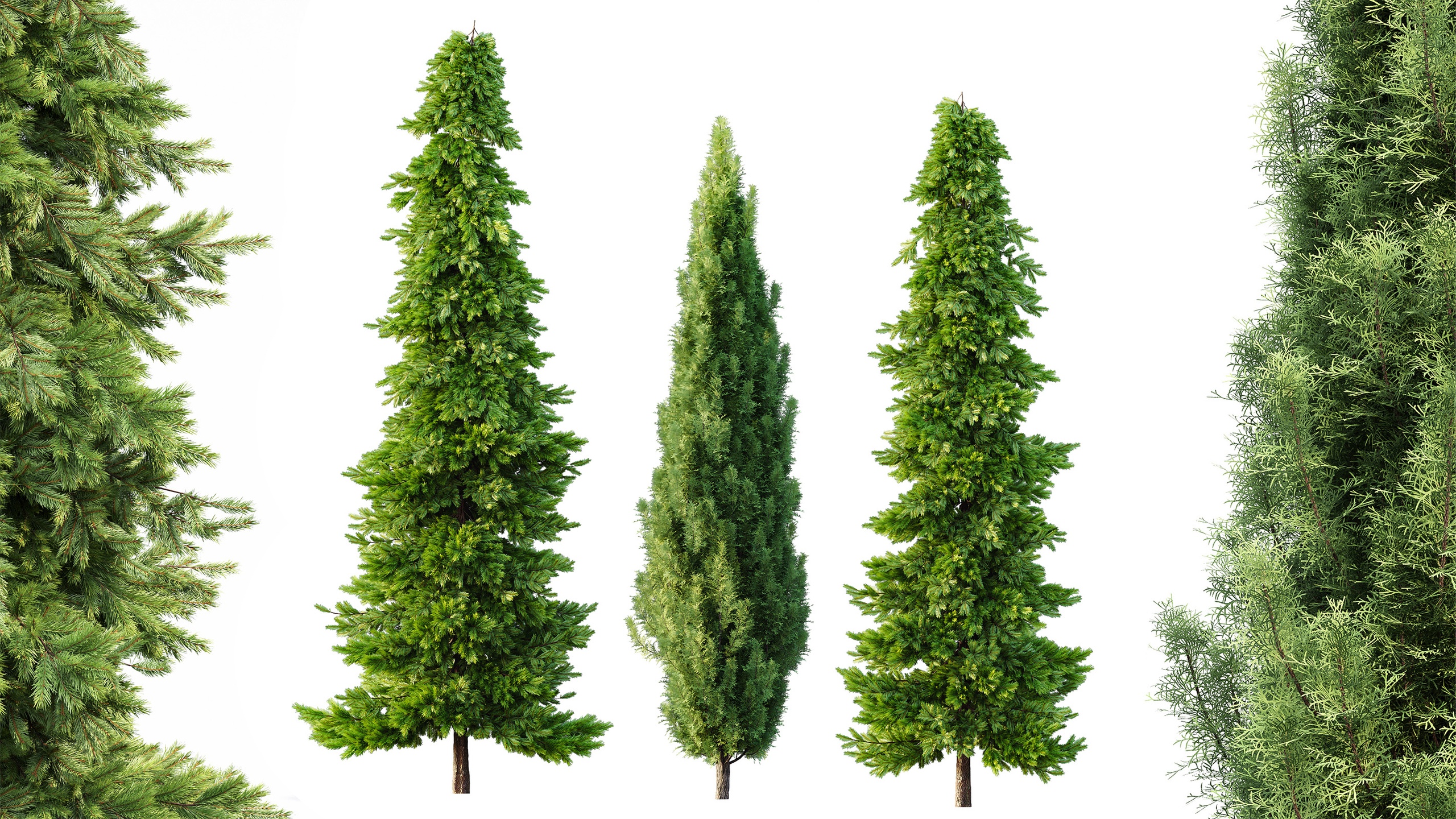 Media 1 for listing AV Spruce and Mediterranean Cypress 3Trees