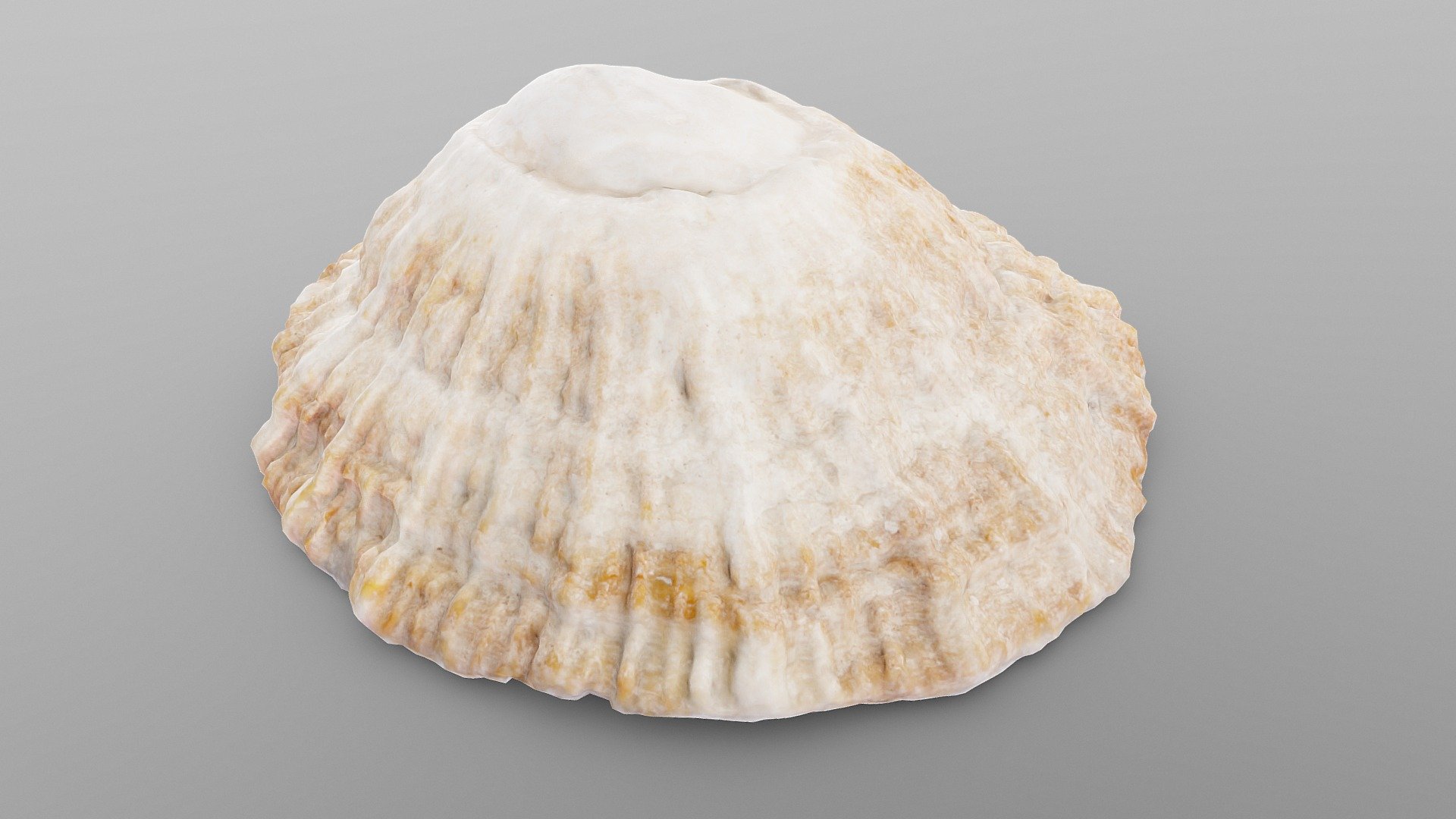 Limpet Sea Shell | Fab