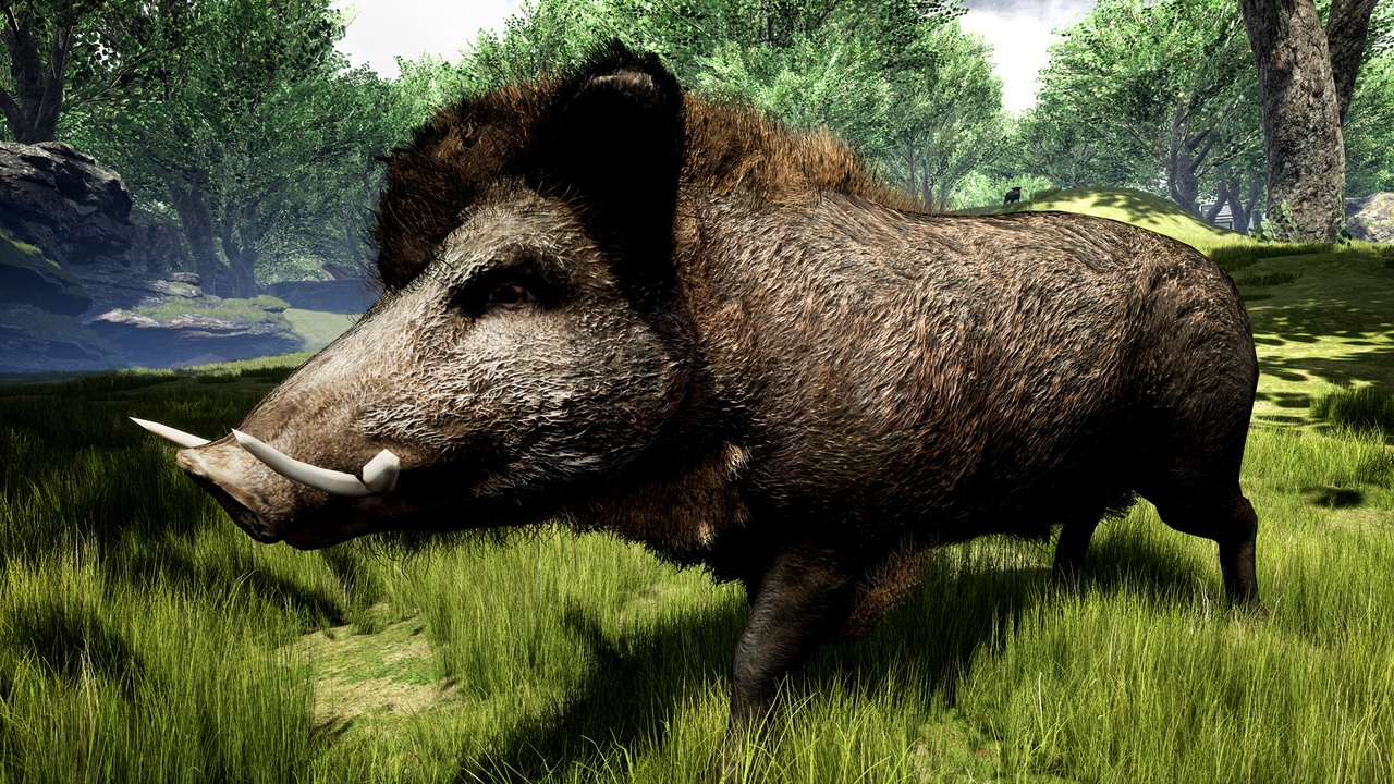 Media 1 for listing Attack Animal: Boar