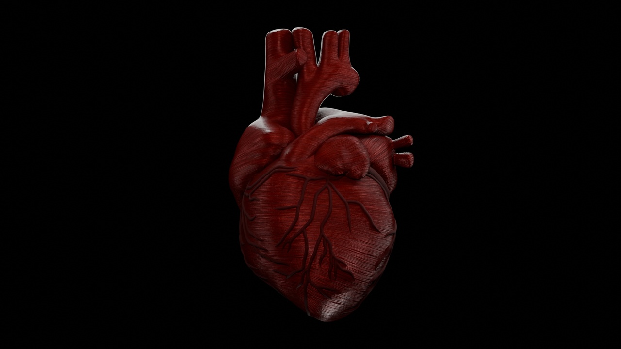 Media 1 for listing BIO REALISTIC HUMAN HEART