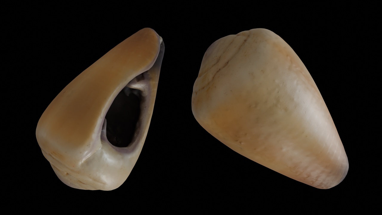 出品Seashell (45)のメディア1