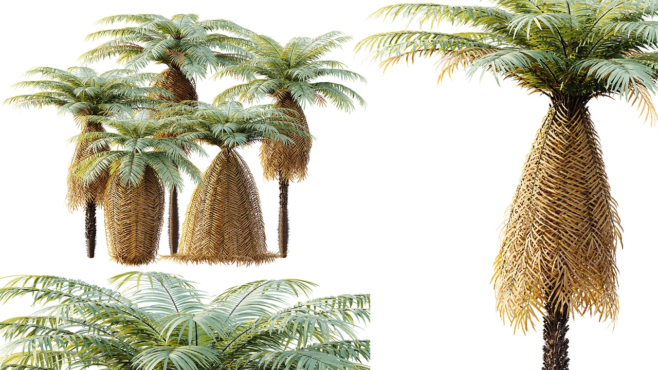 Media 1 for listing AV Plant Brainea Insignis Fern 6 Palm Tree 01