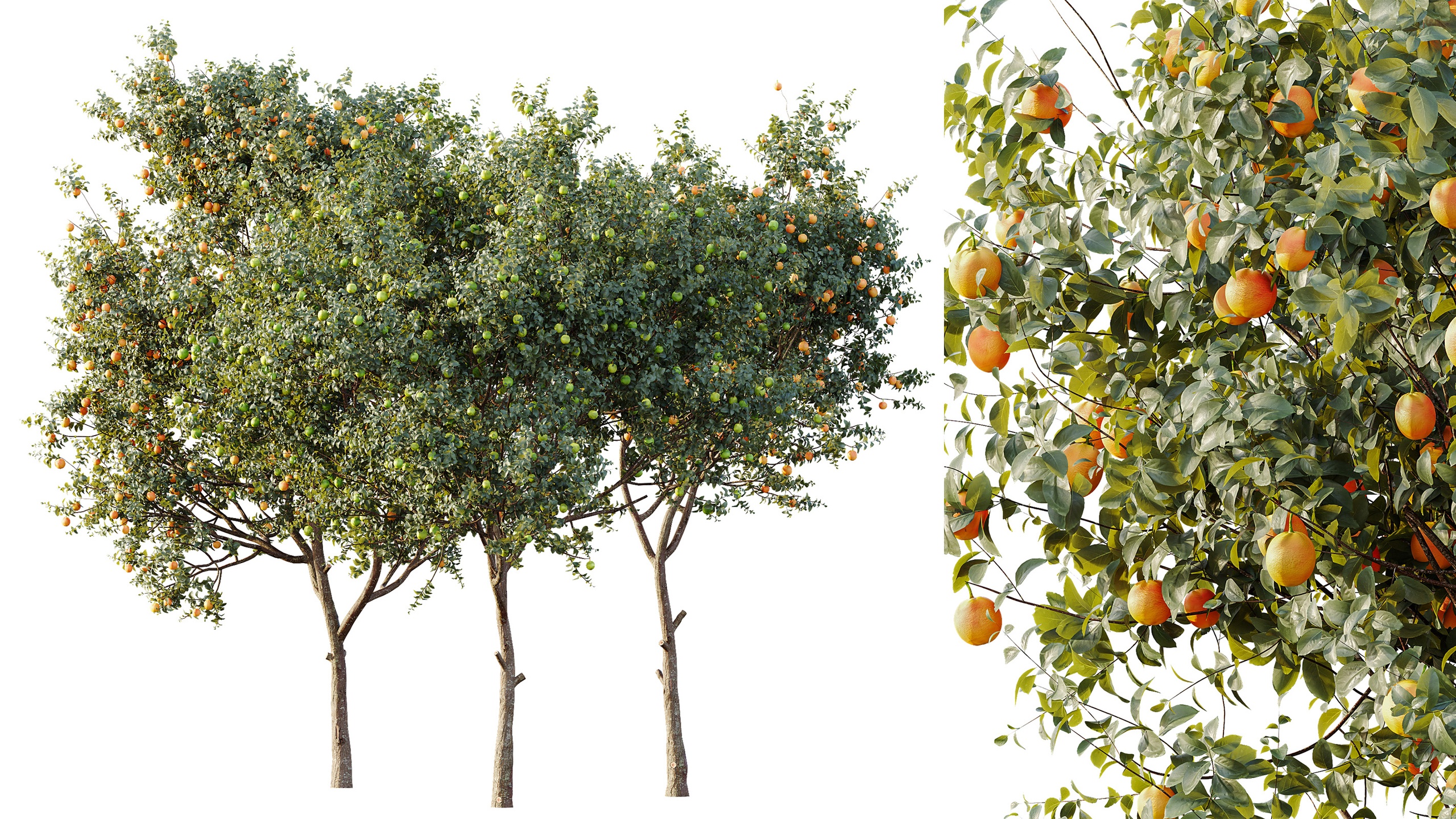 Media 1 for listing AV Plant Citrus Sinensis Orange Arancio Fruit Tree 01