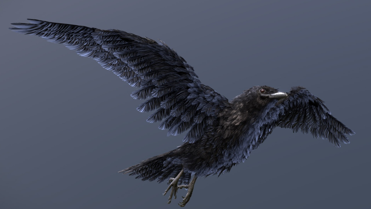 Media 1 for listing American Crow