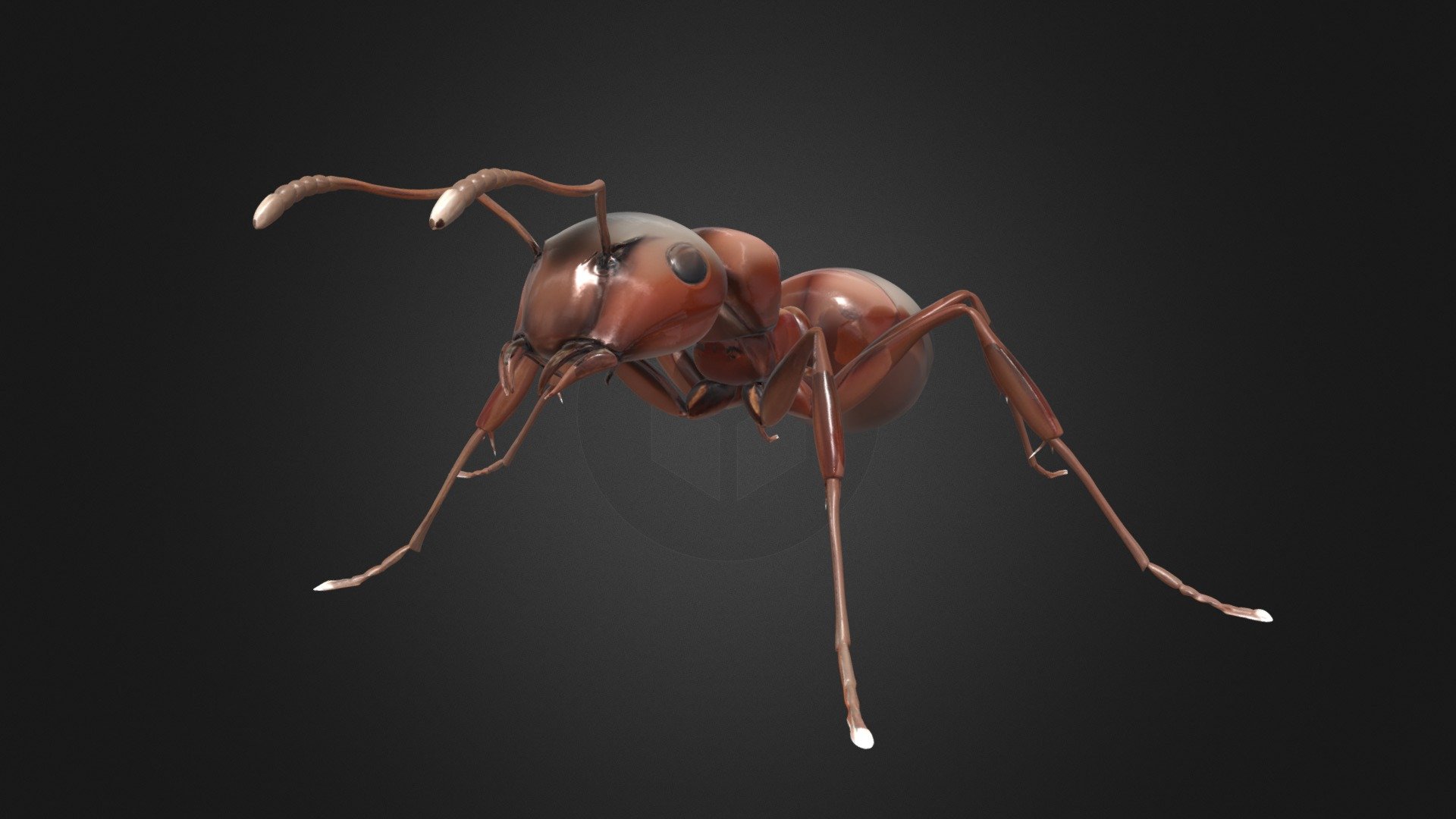Ant | Fab