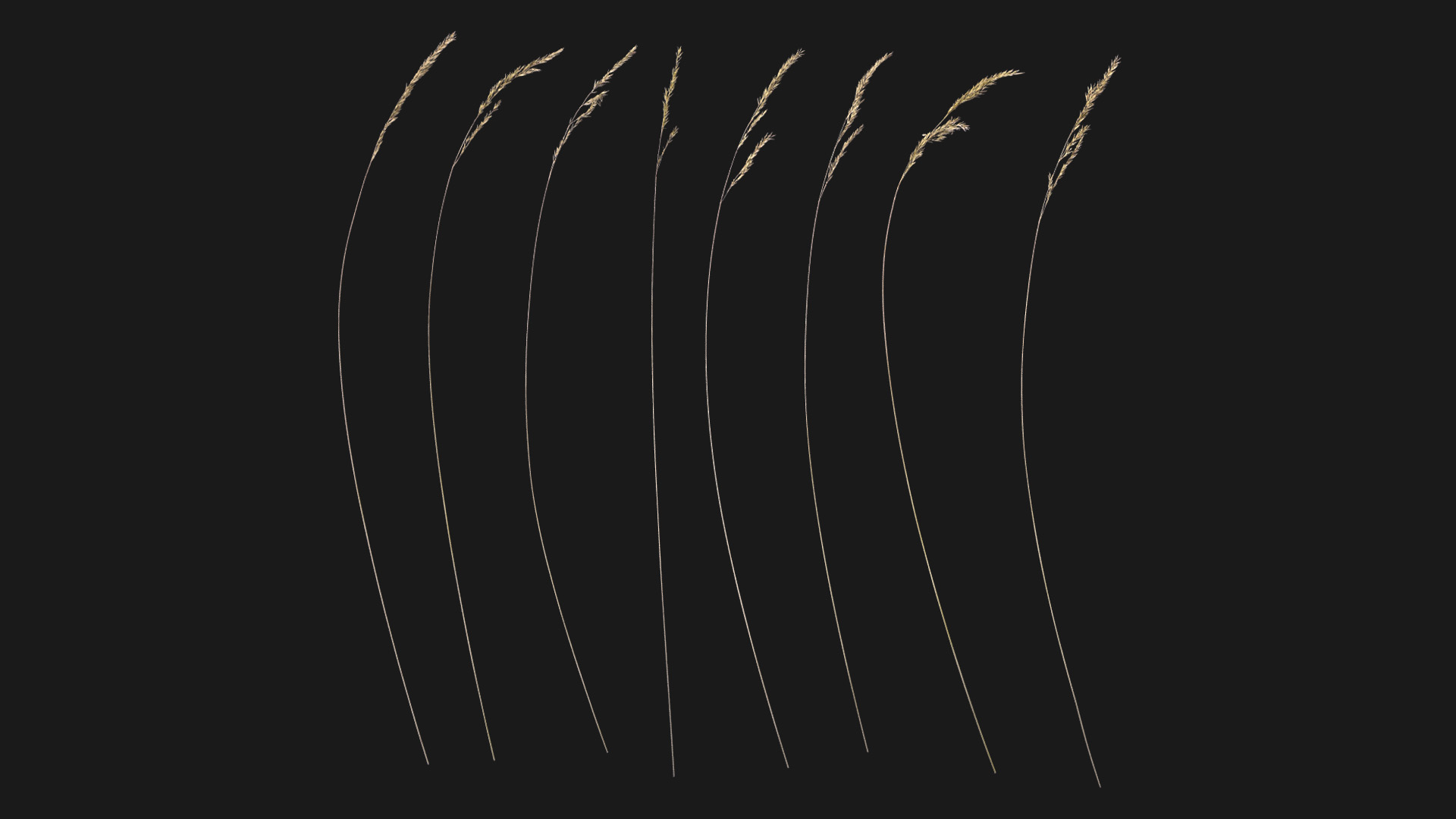 Dry Reed (FfE6vq) | Fab