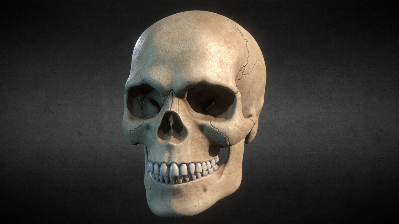 Media 1 for listing Human Skull