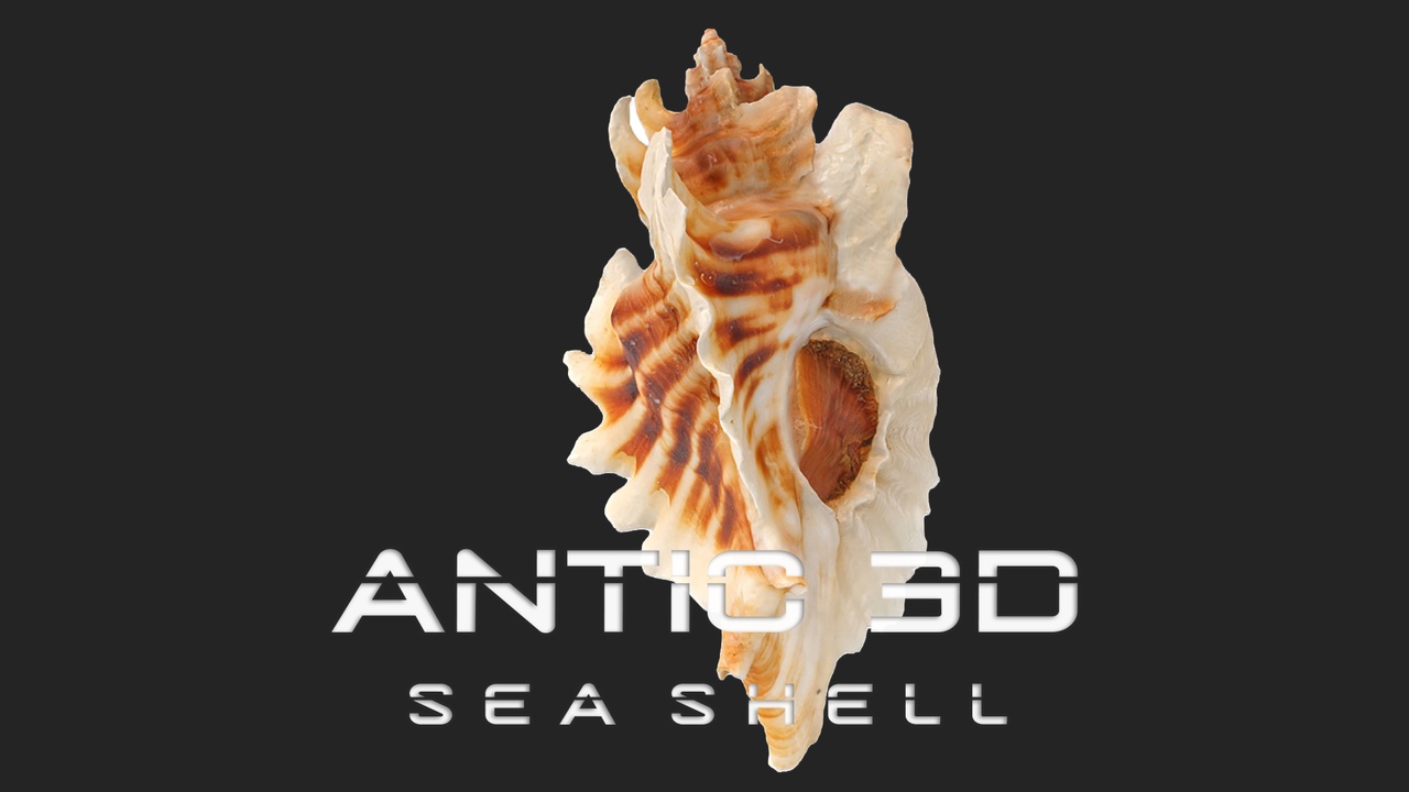 Media 1 for listing Pterinotus Miyokoae Sea Shell