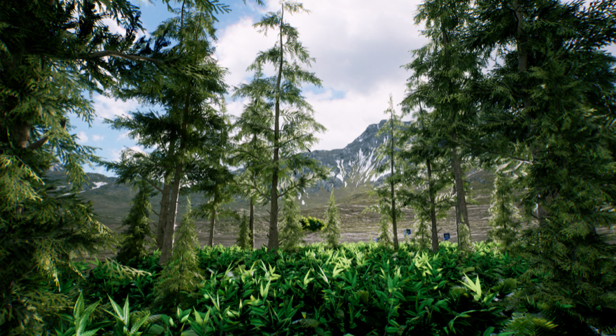 Spruce forest winter and summer | Fab