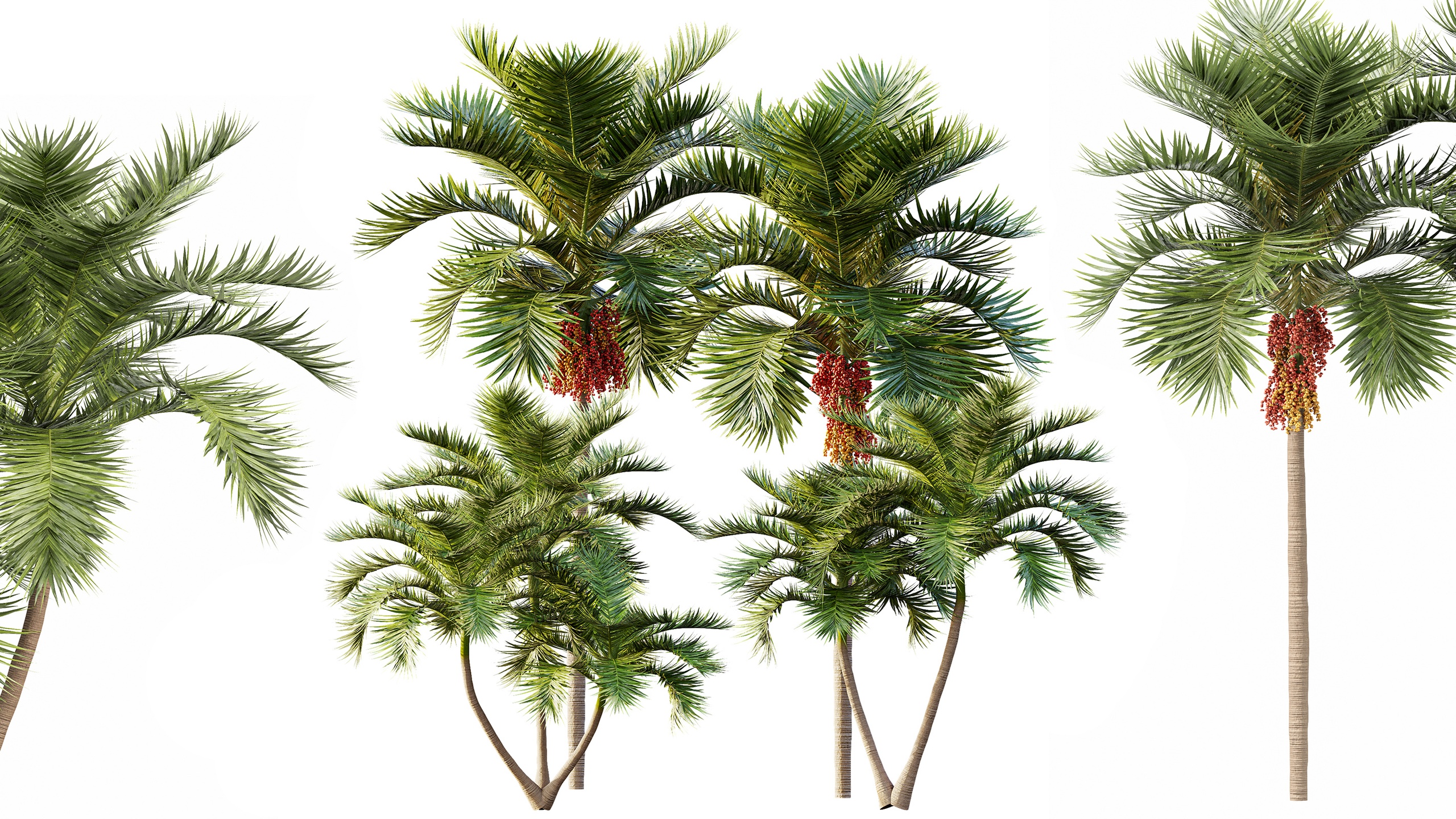 Media 1 for listing AV 4 Trees Christmas Palm Manila Palm Adonidia Veitchia Merrillii