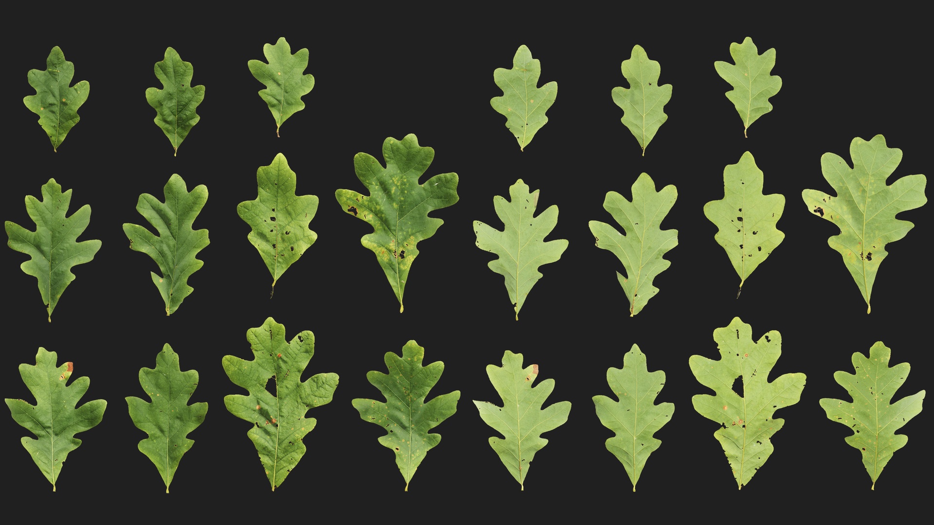 Media 1 for listing White Oak Atlas 02