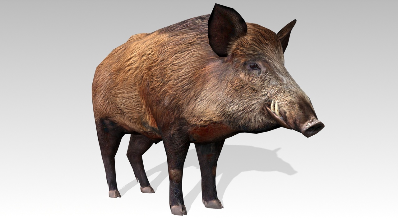 Media 1 for listing Wild Boar Animated