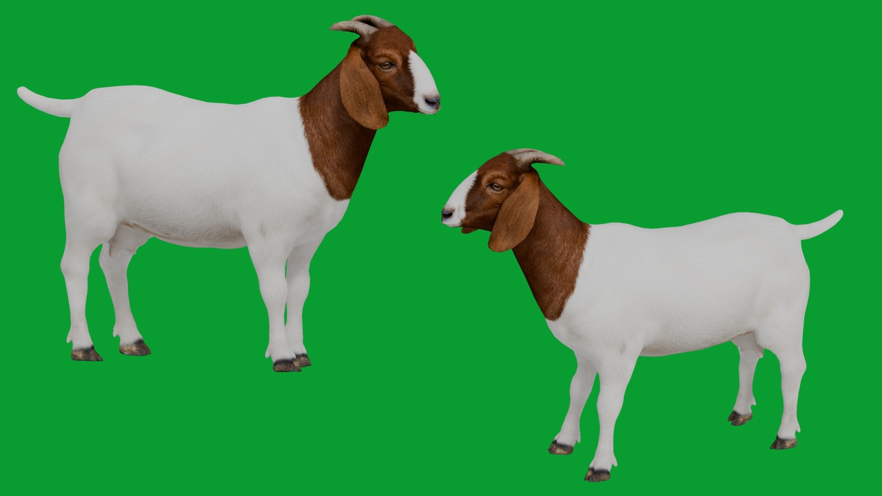 Media 1 for listing Boer Goat