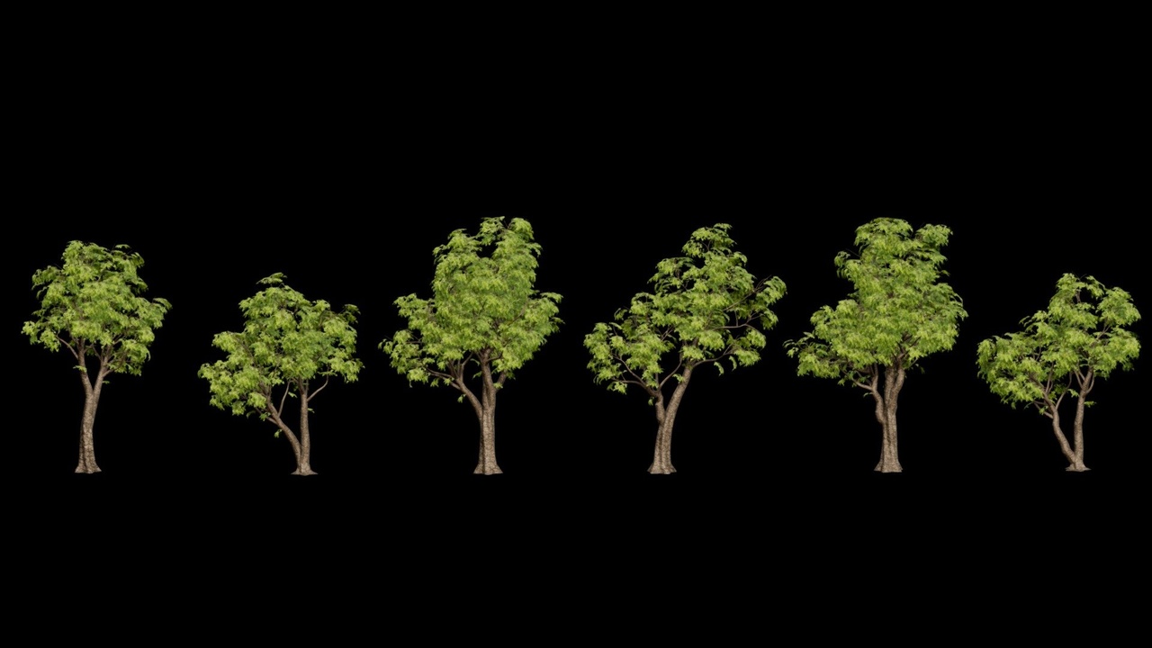 Media 1 for listing Tree Pack 6