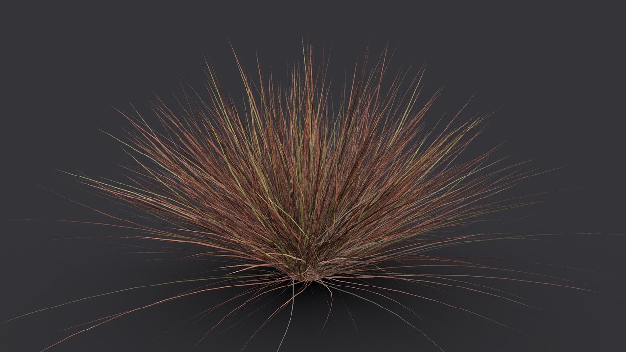 Média 1 pour l'article Brown Little Bluestem Grass
