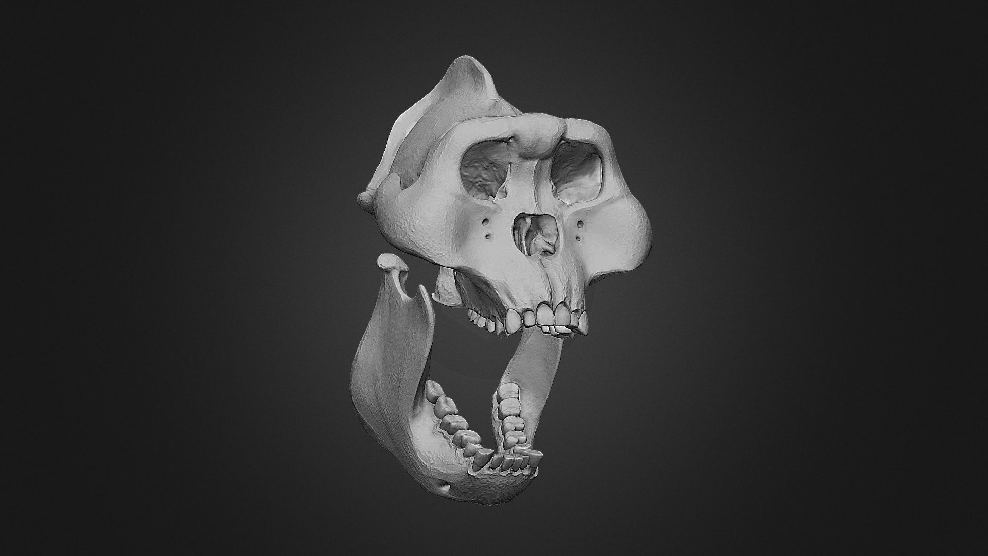 Gigantopithecus – Skeletal Studies | Fab