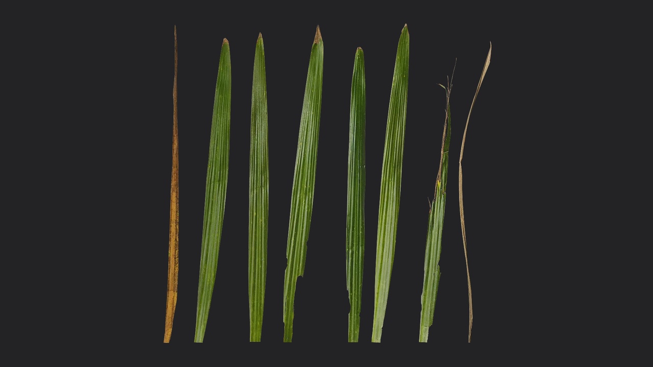 Media 1 for listing Dracaena cochinchinensis Leaf 03