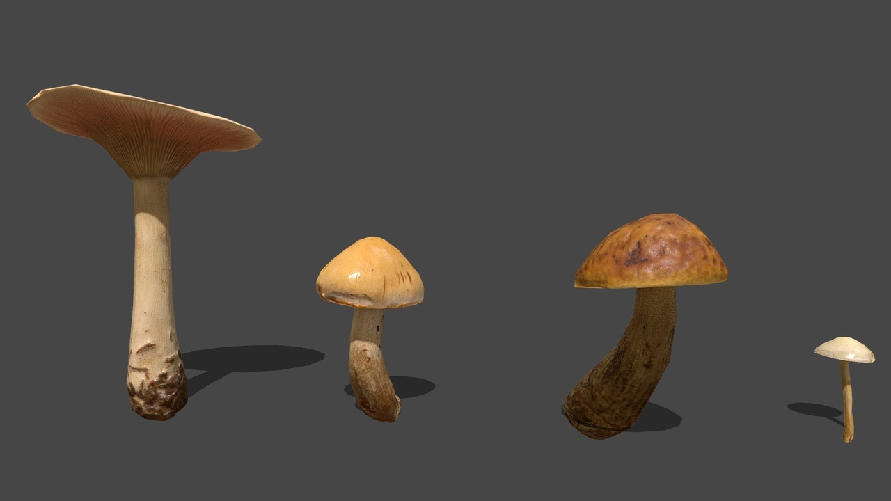 Media 1 for listing Mushroom 13_14_15_16