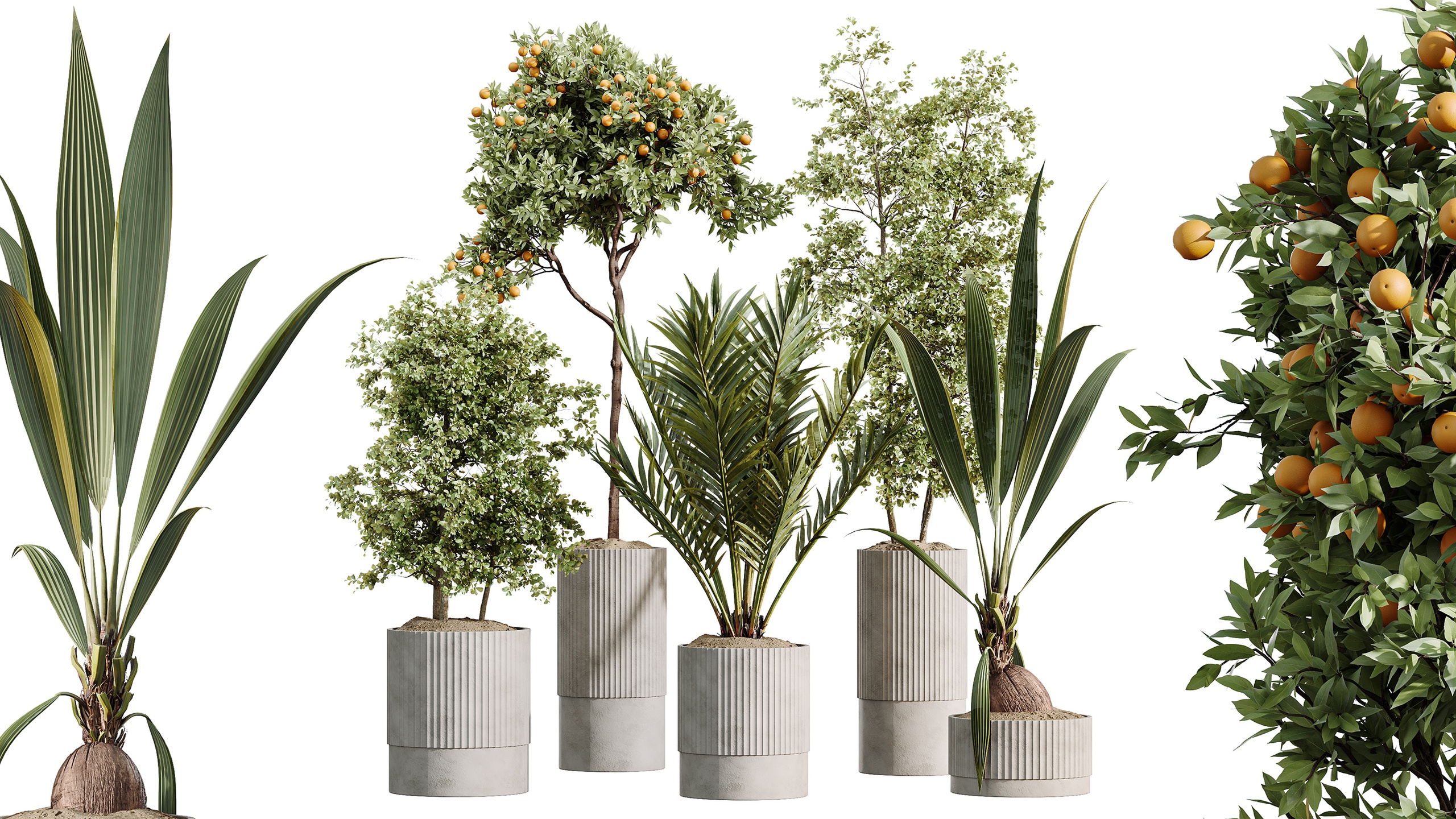 Media 1 for listing AV Indoor Plants Set 465 Coconut Palm Olive Orange Tree