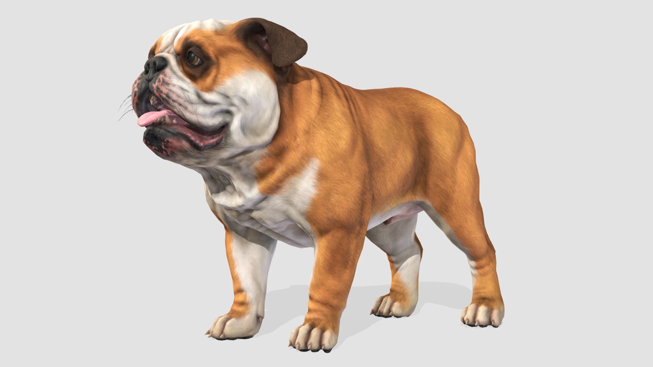 Dog Bulldog Fab