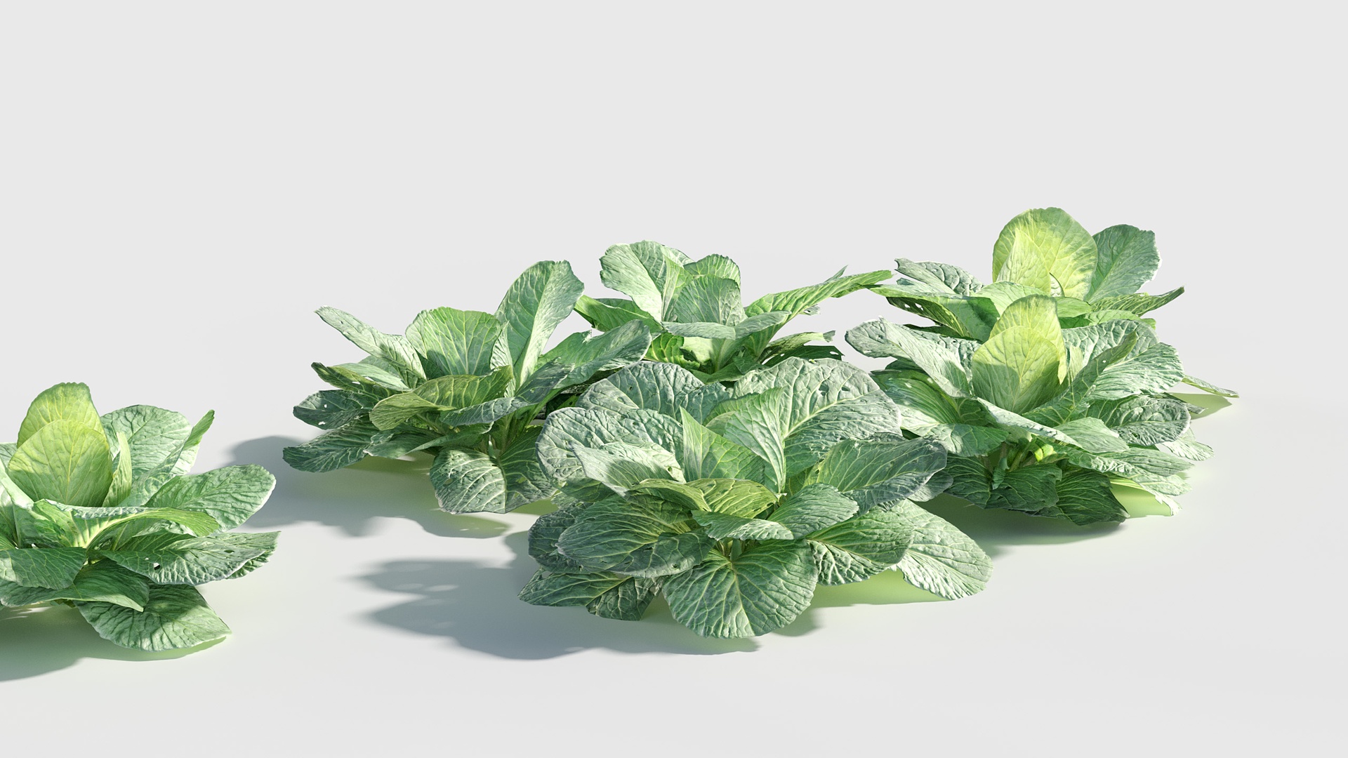 Media 1 for listing Brassica oleracea - Wild cabbage