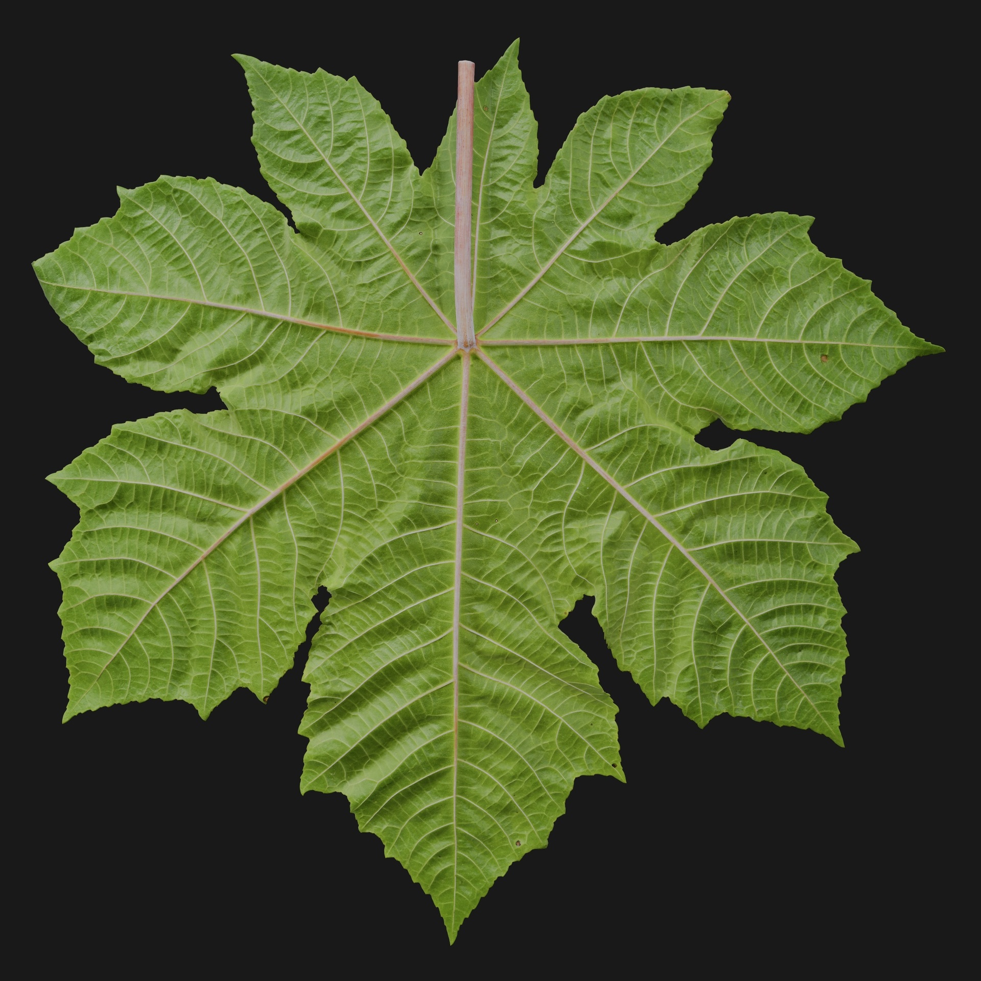 Media 1 for listing Ricinus 05