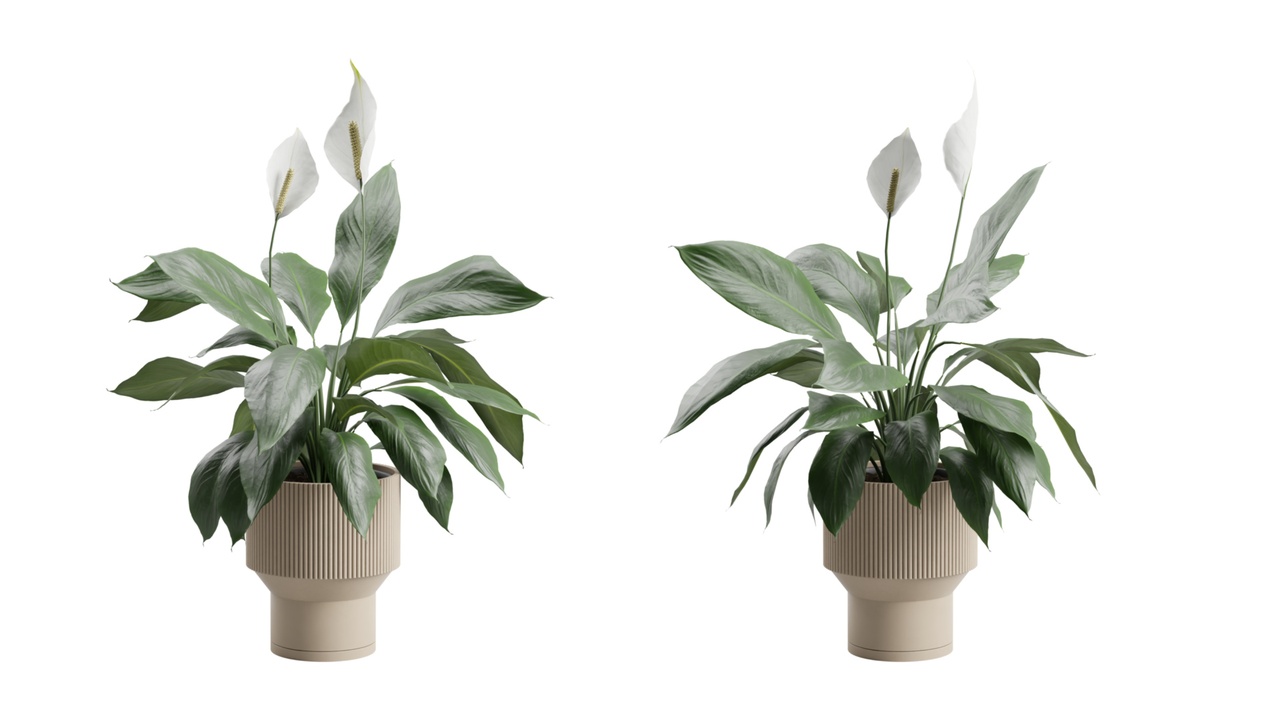 Media 1 for listing Potted Peace Lily Plant