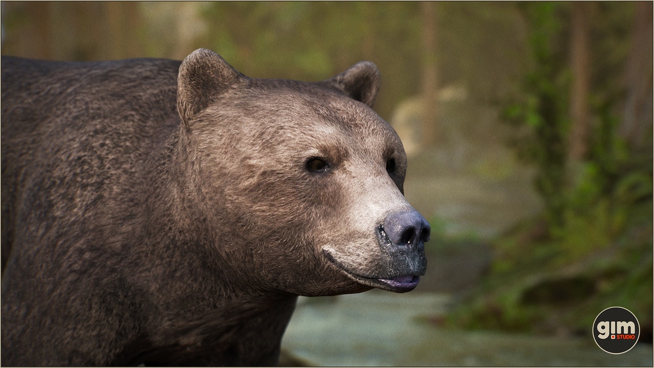 Media 1 for listing Animalia - Brown Bear (female)