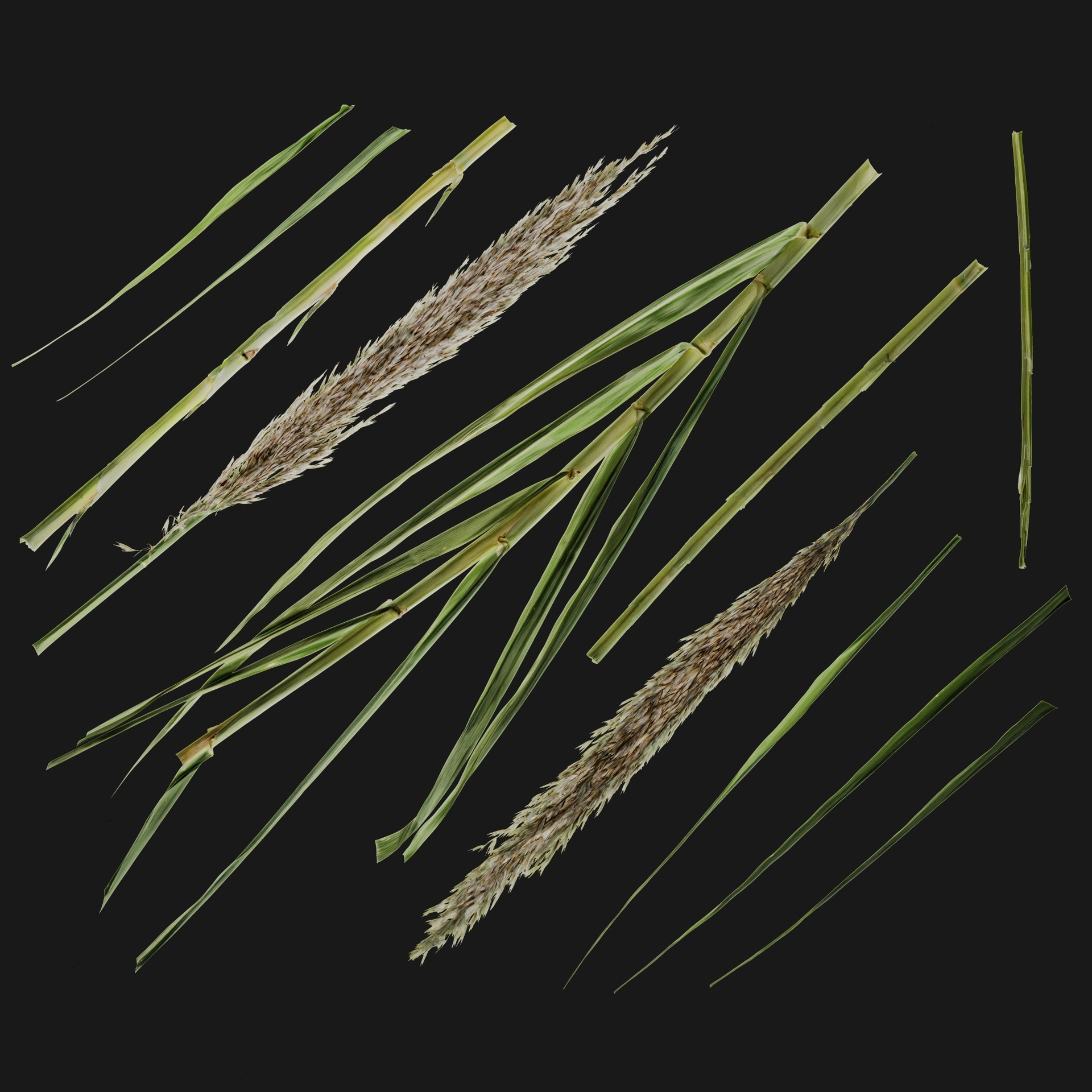 Media 1 for listing Arundo Donax 01
