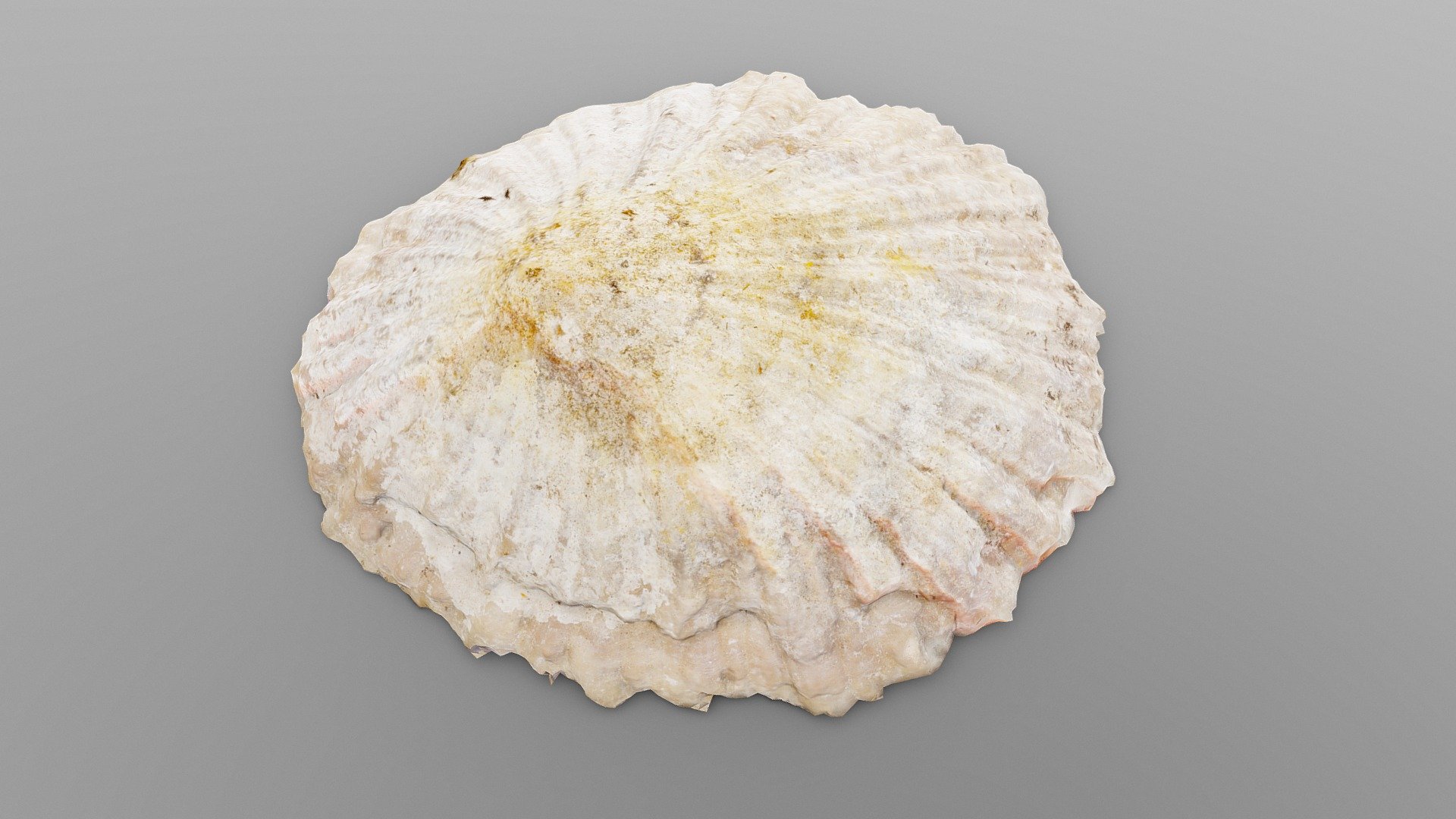 Common Limpet Shell | Fab