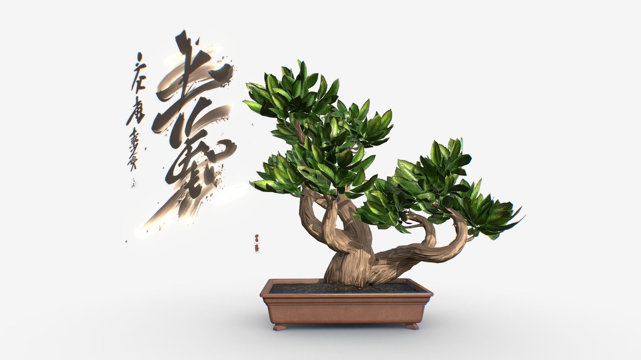 Media 1 for listing Bonsai B11
