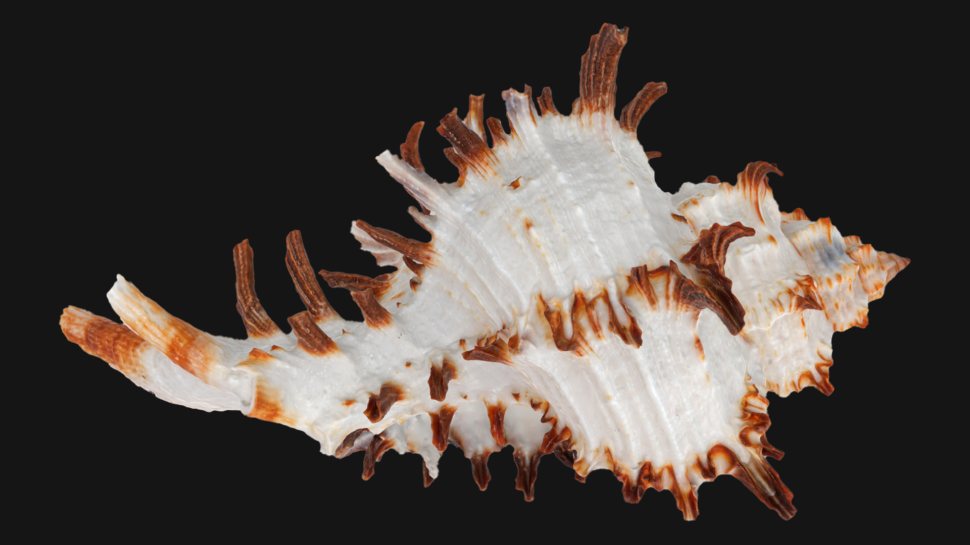 Chicoreus chicoreum Murex Endivia Sea Shell | Fab