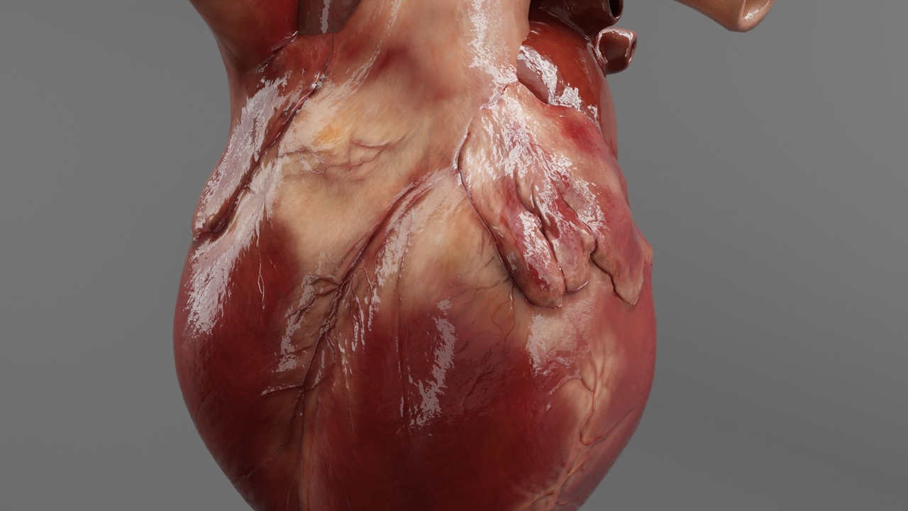Media 1 for listing The Human Heart Beats