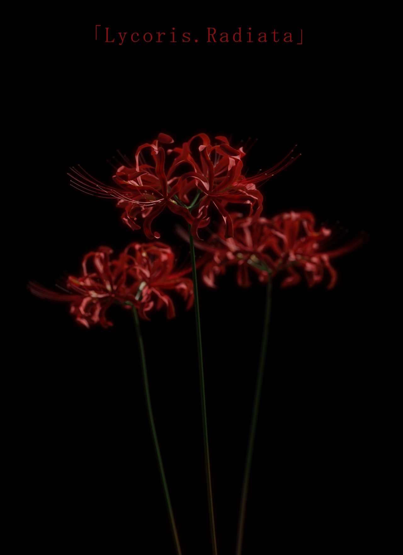Media 1 for listing Spider Lily (Lycoris Radiata)
