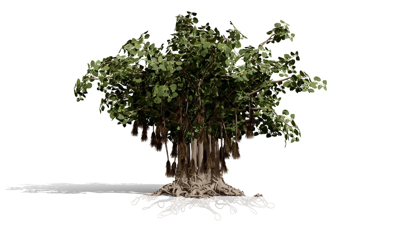 Media 1 for listing Arabian Socotran Fig Tree Collection