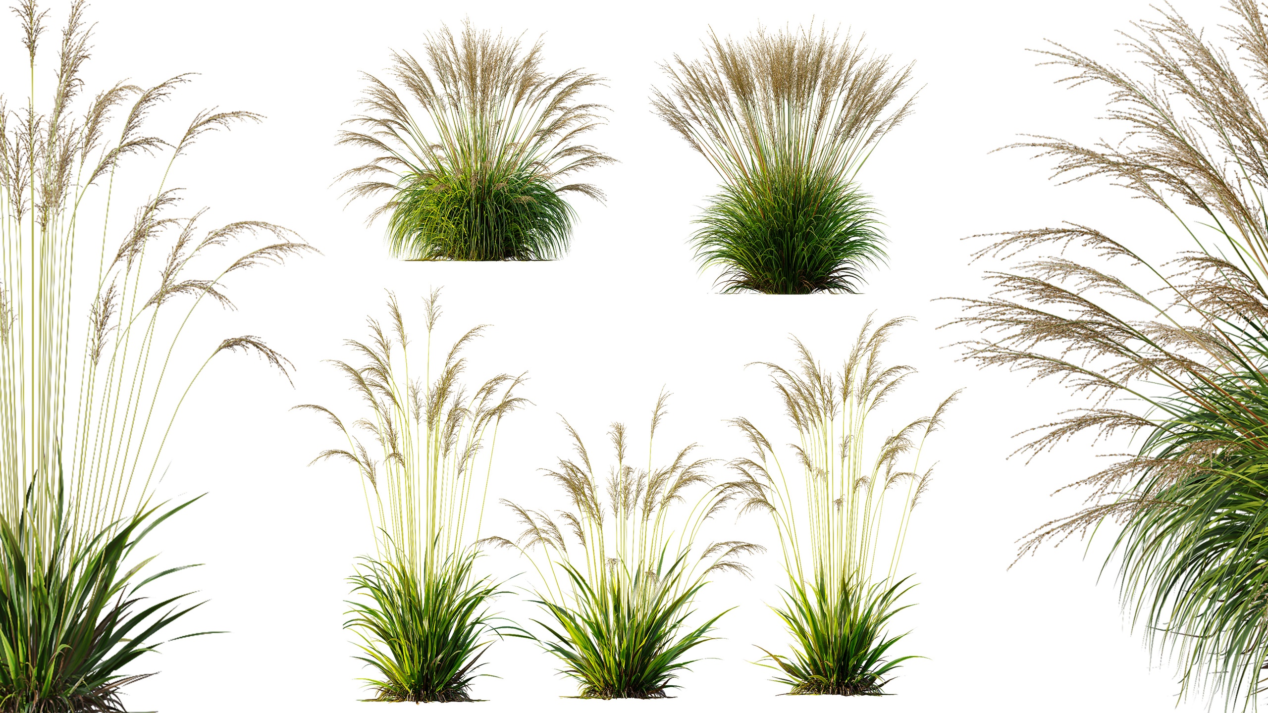 Media 1 for listing AV Molinia Caerulea Heidebraut Kleines Pfeifengras
