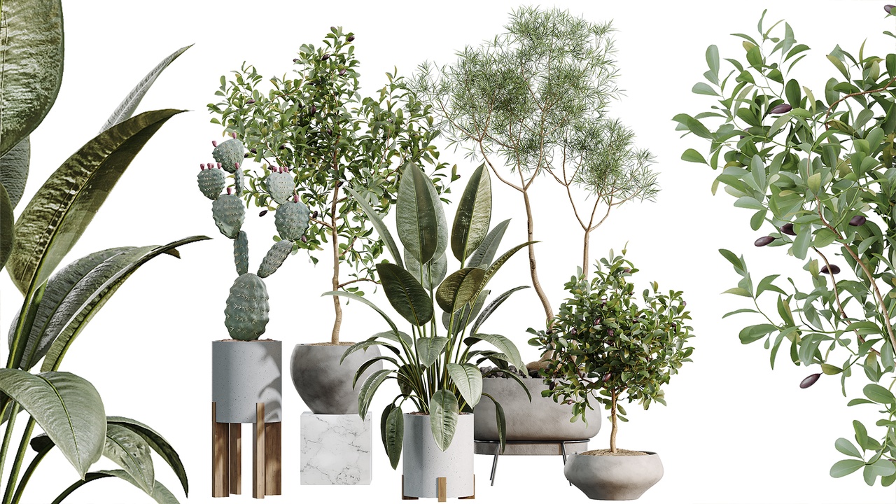 Media 1 for listing AV Indoor Plants Set 524 Pachira Ficus Dracaena Cactus
