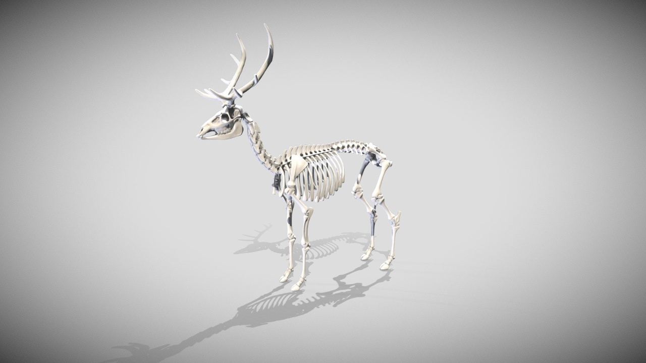 Media 1 for listing Red Deer Skeleton Sculpt