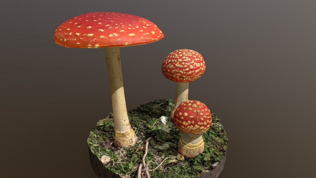 Media 1 for listing Mushroom 09 (fly agaric)