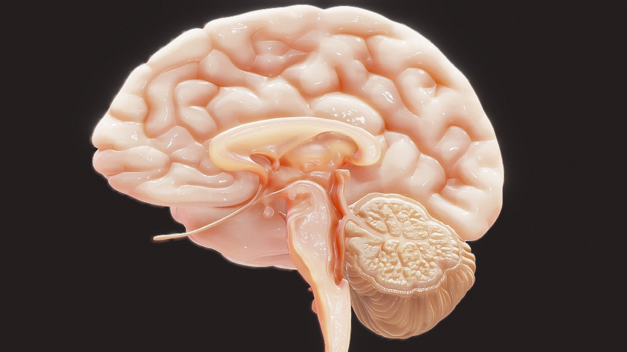 Human Brain Cross Section Anatomy 제품 등록을 위한 미디어 1개