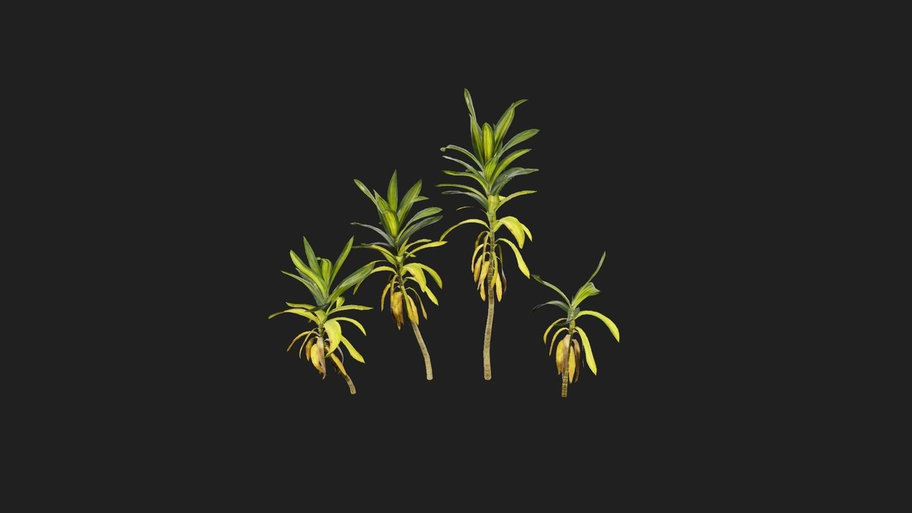 Dragon Tree 제품 등록을 위한 미디어 1개