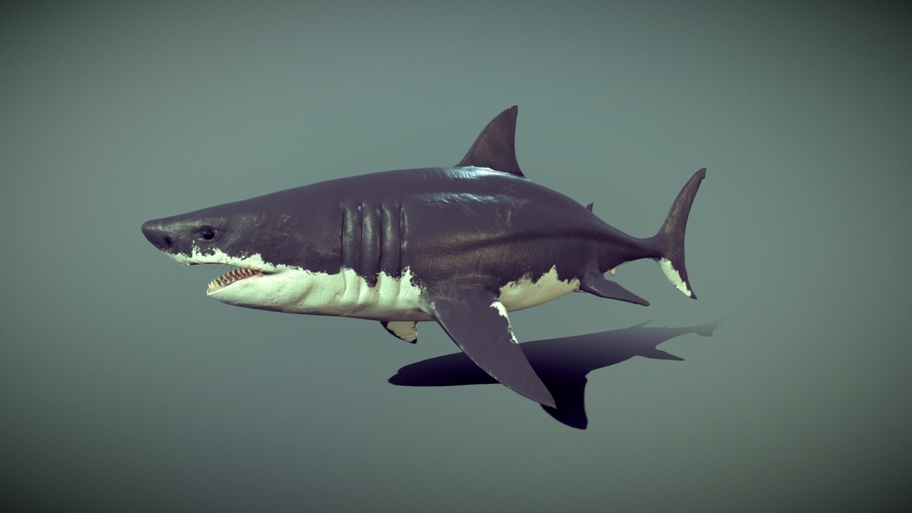 Media 1 for listing White Shark Old