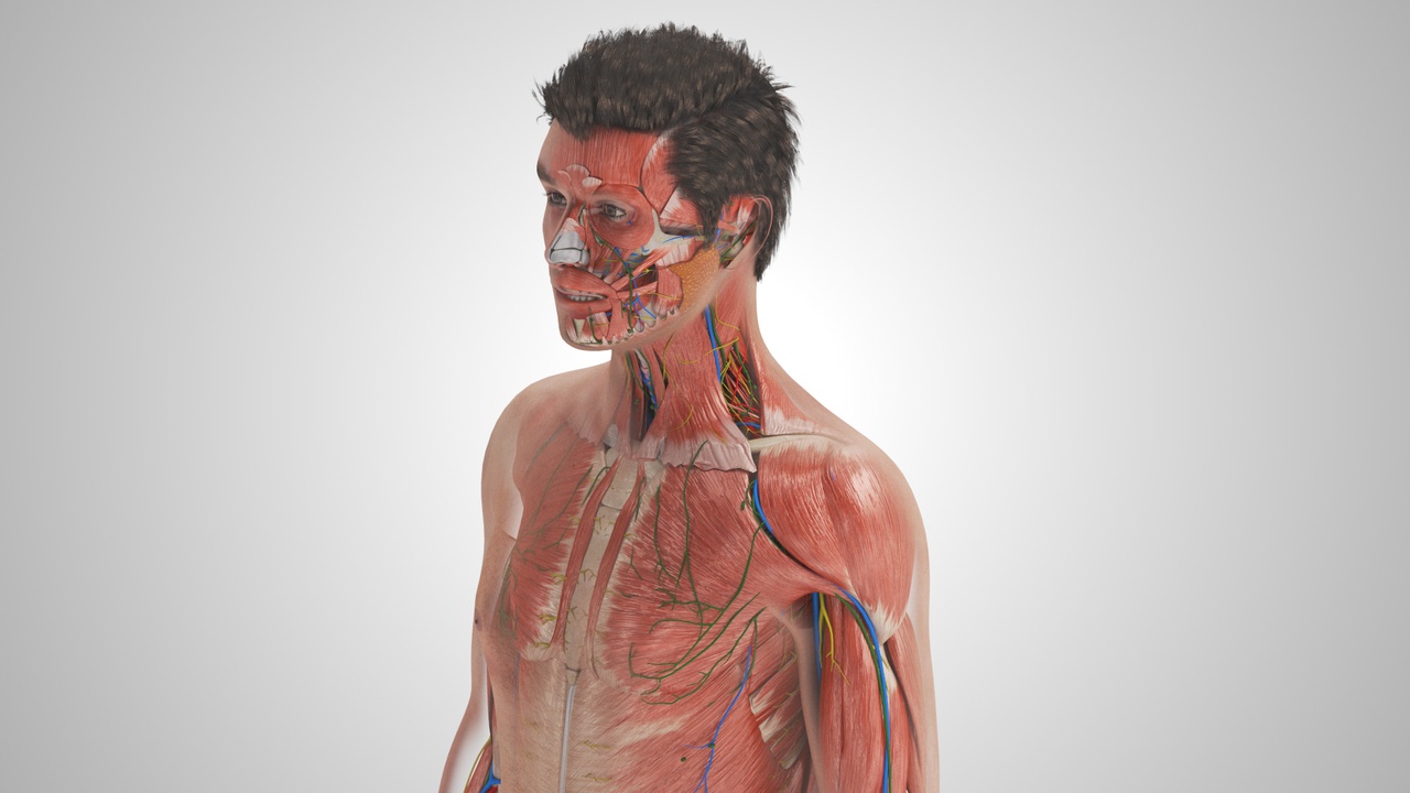 出品Complete Human Anatomyのメディア1