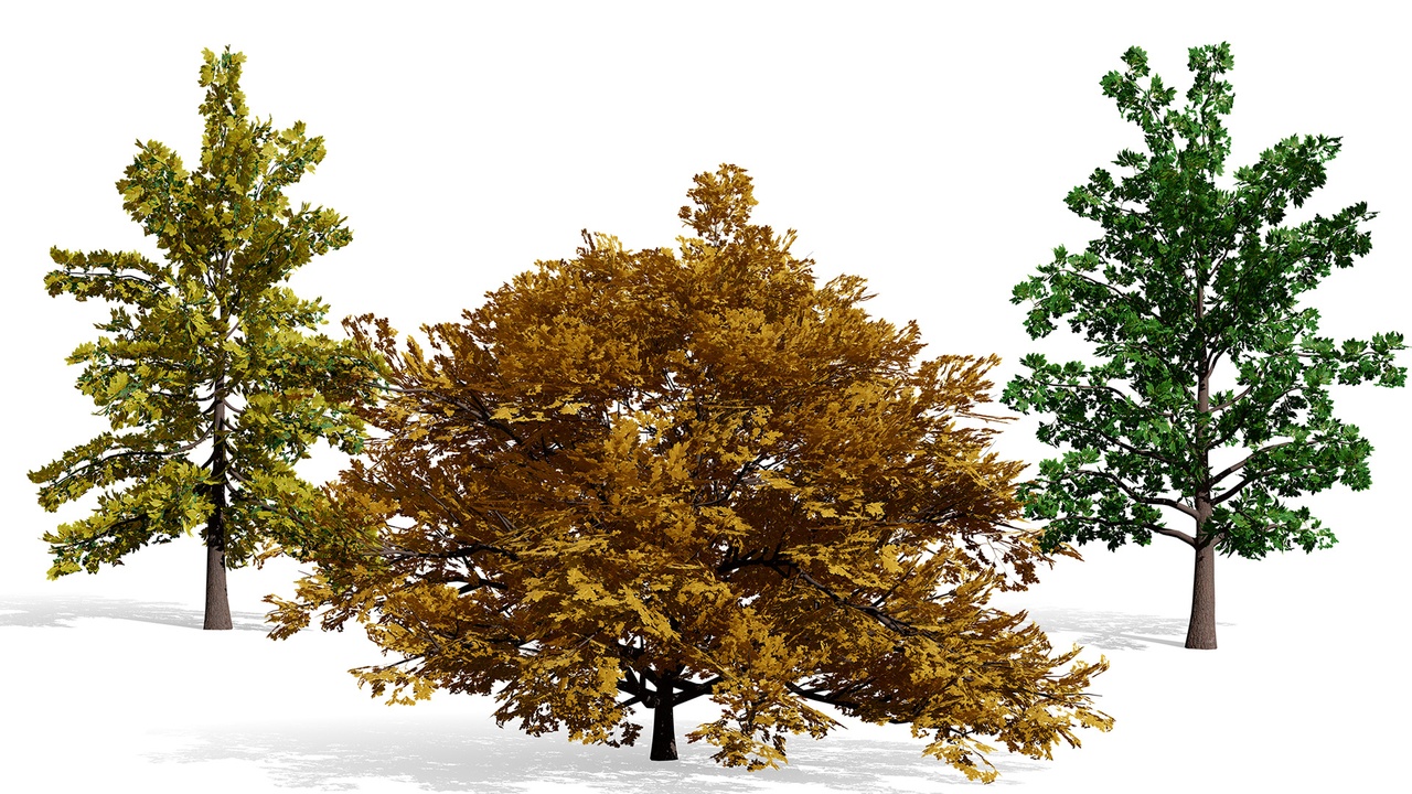 Media 1 for listing North American Swamp White Oak