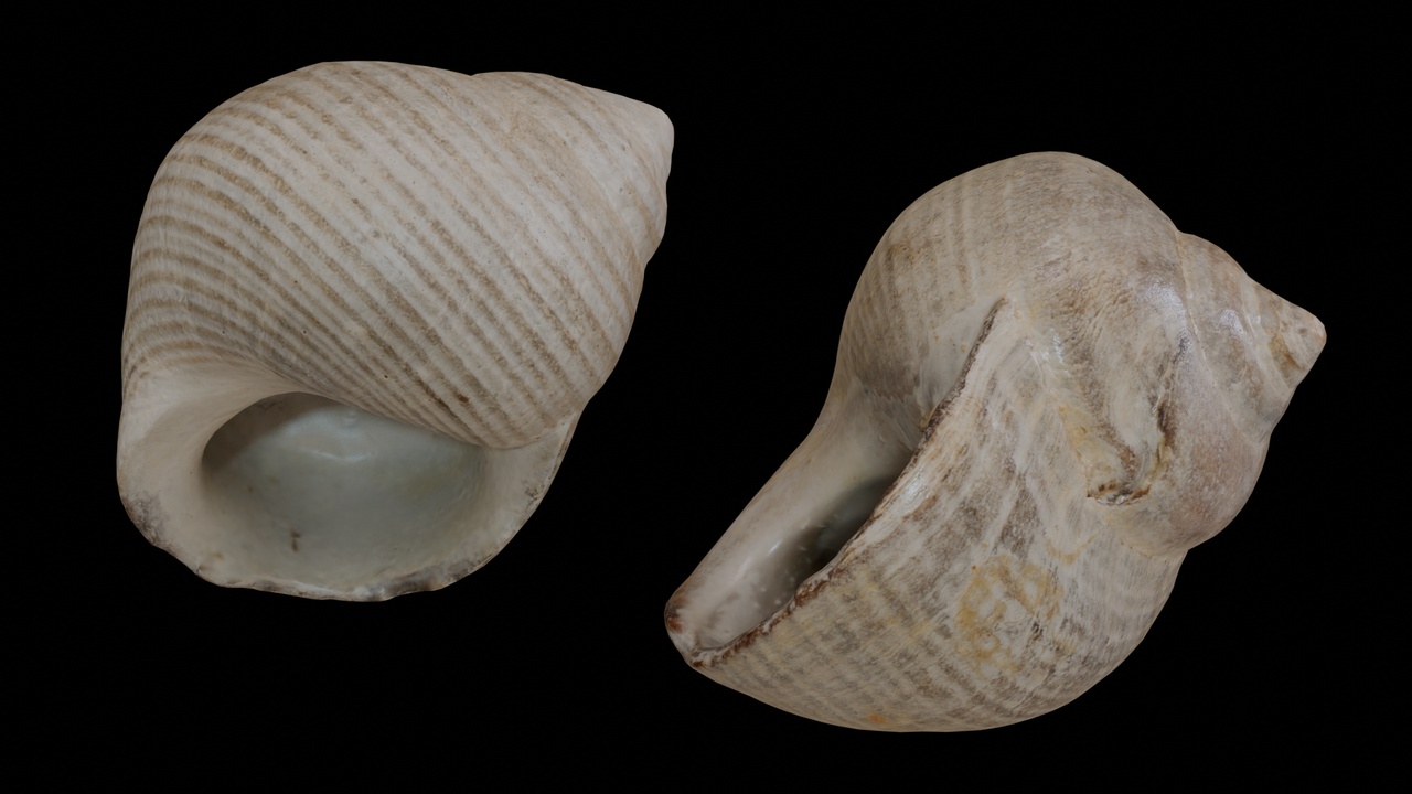 Media 1 for listing Seashell (40 & 41)