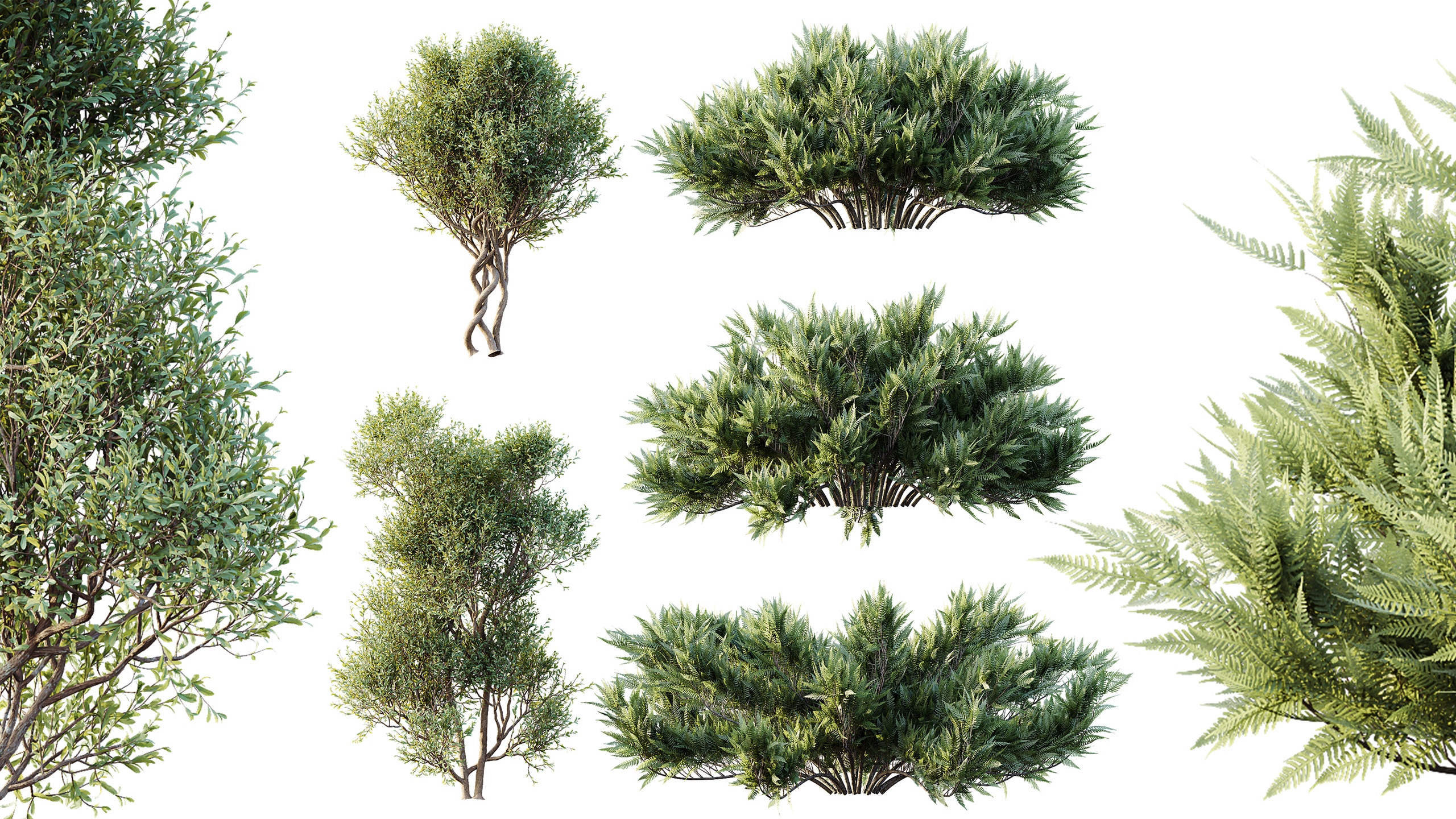 Media 1 for listing AV Bush Plants Mission Olive Blue Sargent Juniper Parsoni Gallon Juniperus