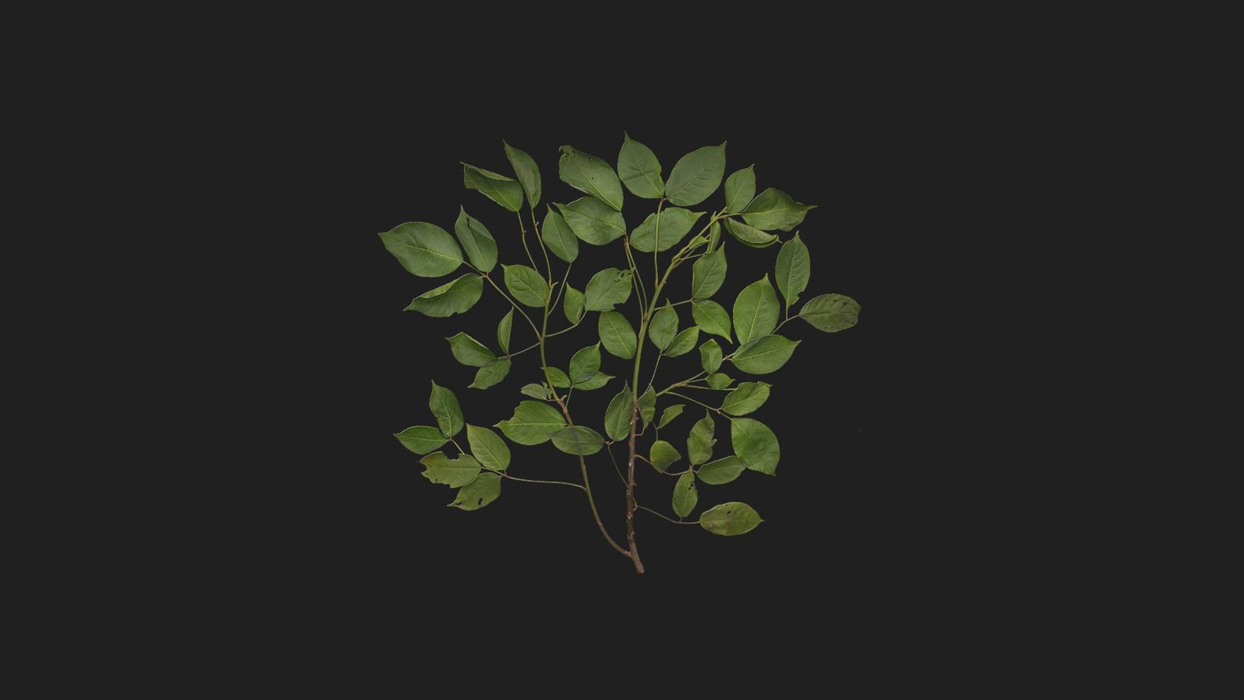 Media 1 for listing Unidentified Tree Branch