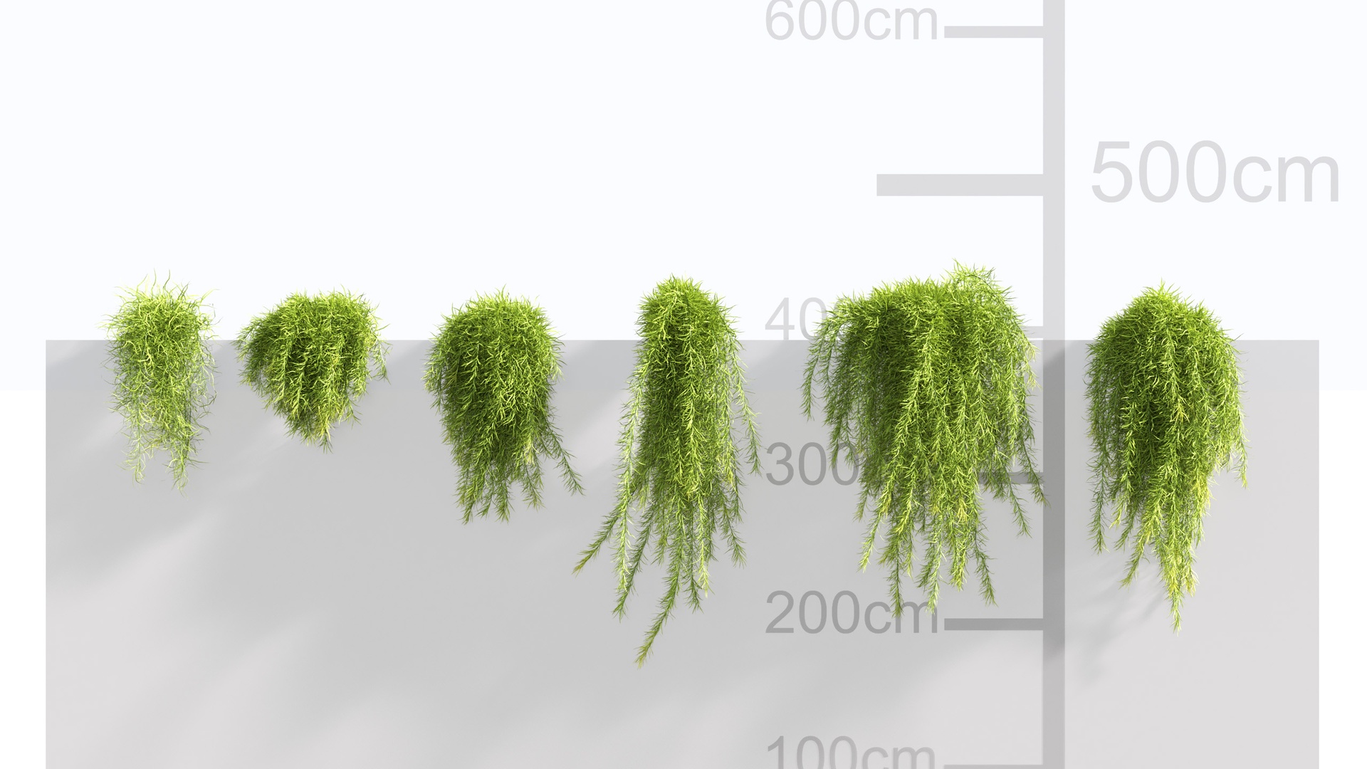 Ivy grass ilanı için 1. medya